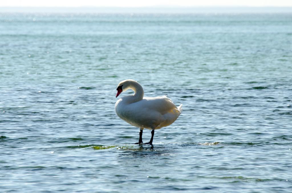 Mare Balticum Urlaub Auf Ruegen Aparthotel ซาการ์ด ภายนอก รูปภาพ